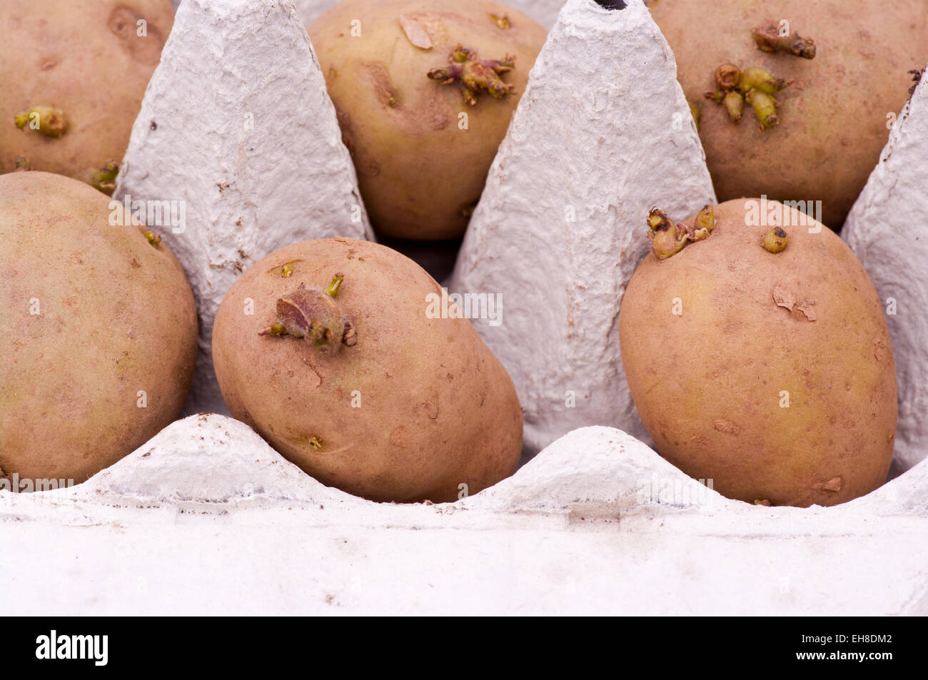 Chitting Patate precoci in una scatola per uova Foto Stock