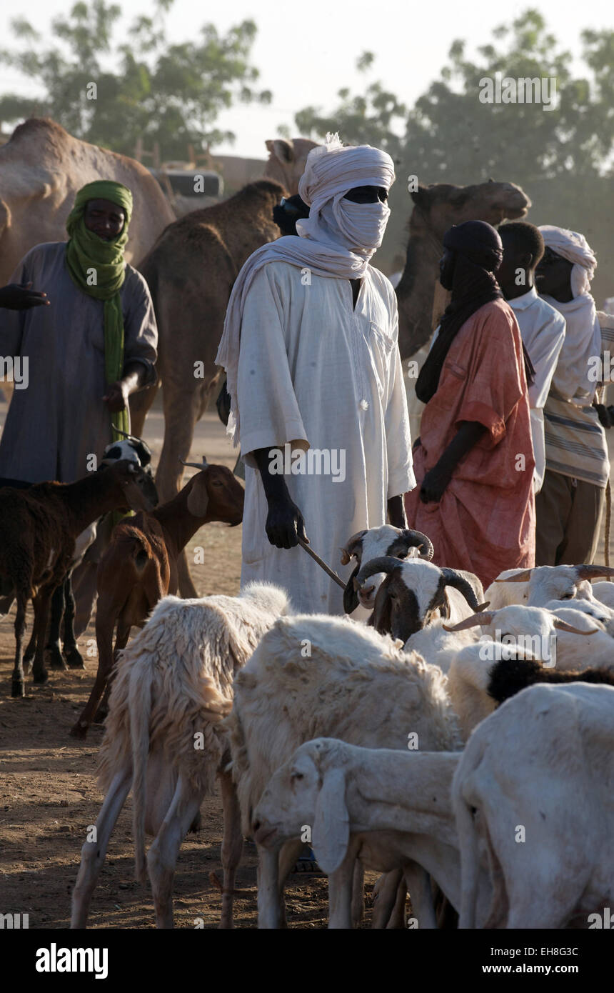 Il Tuareg il cammello e il mercato del bestiame il deserto del Sahara città di Agadez, Niger, Africa. Foto Stock