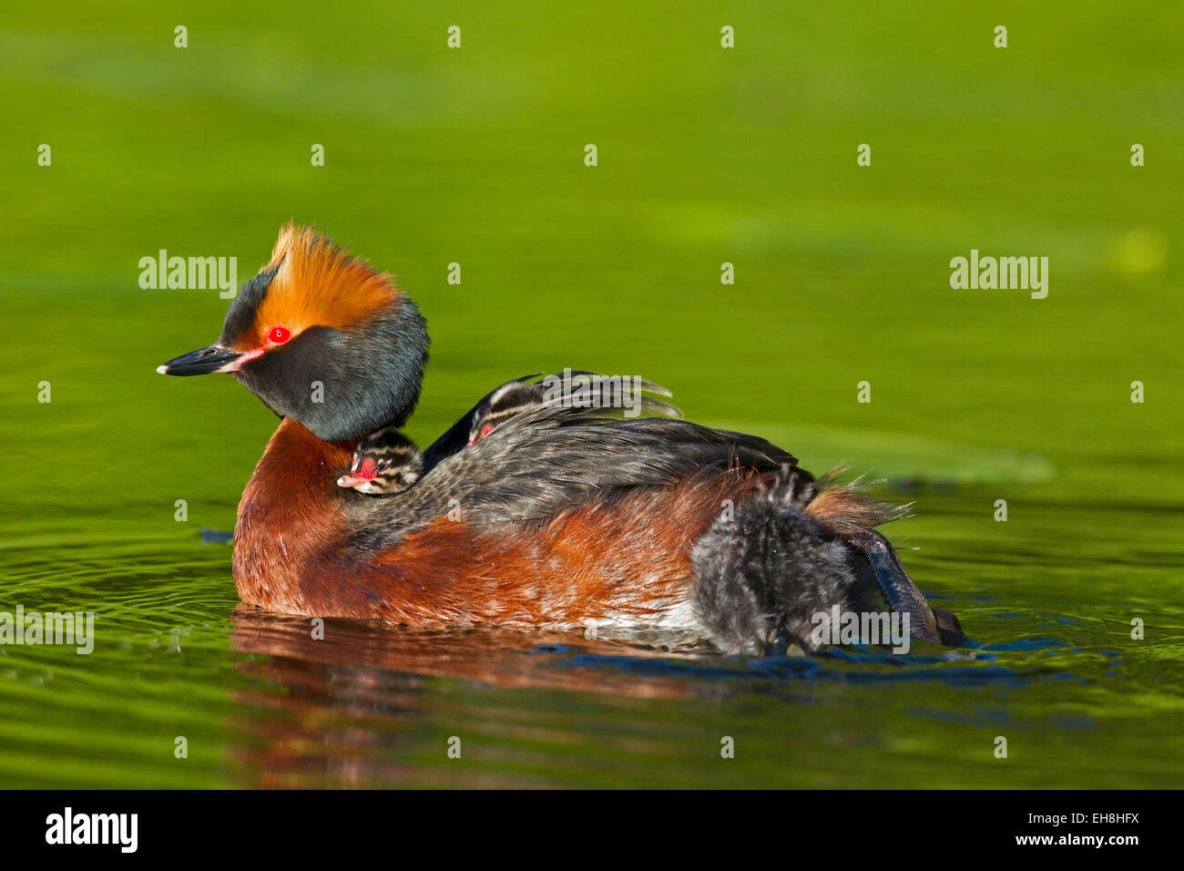 Cornuto svasso (Podiceps auritus) in allevamento piumaggio nuoto nel lago mentre porta pulcini sulla sua schiena Foto Stock