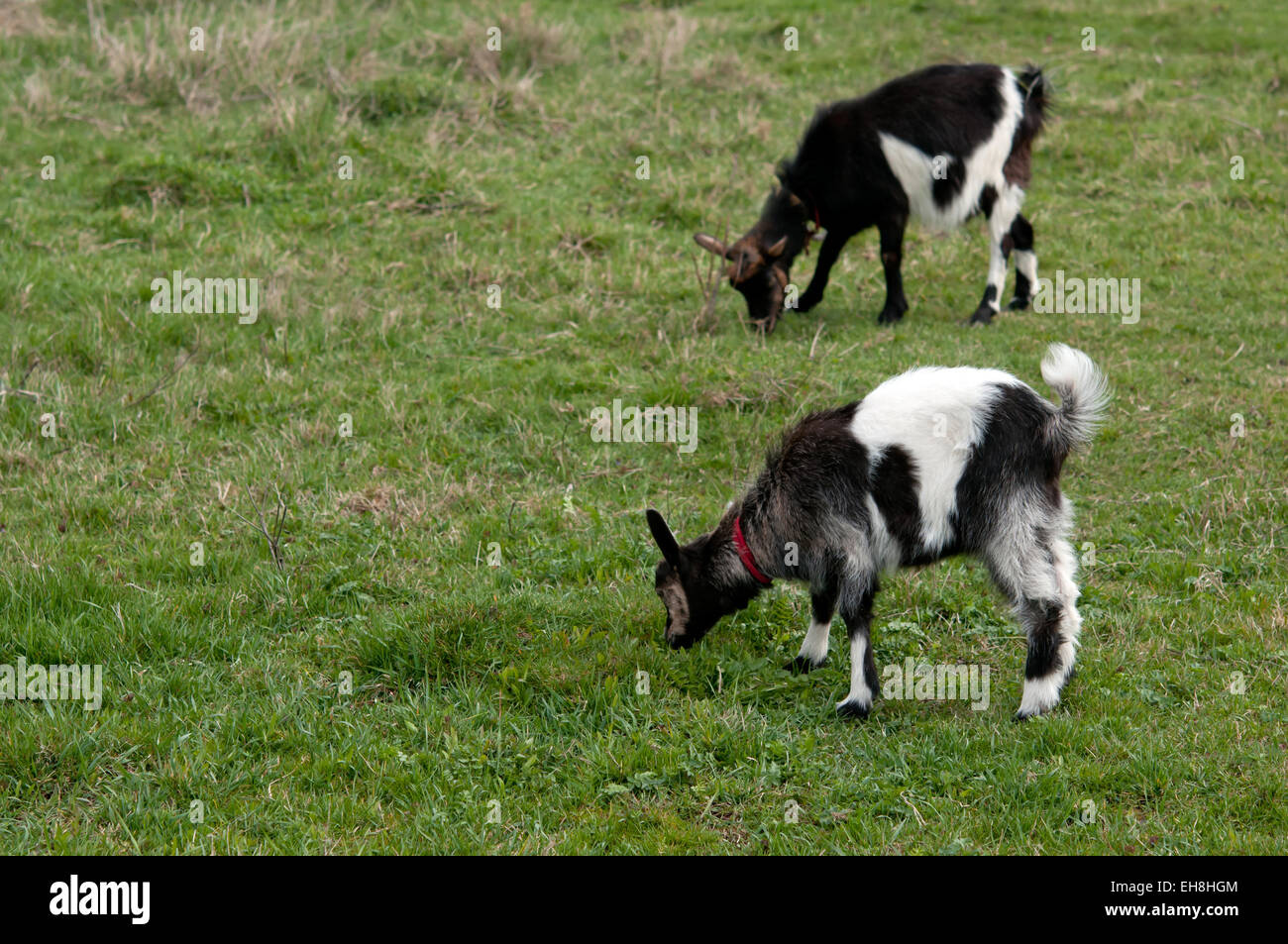 Due capre pascolato su un prato Foto Stock