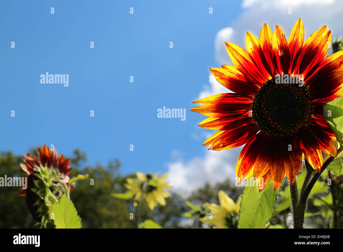 Girasole infuocato Foto Stock