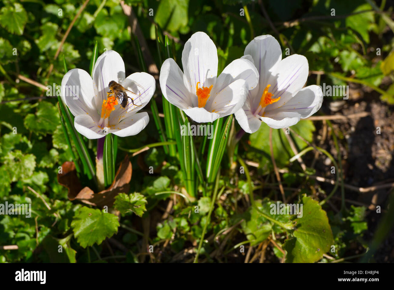 Crocus vernus subsp albiflorus Crocus bianco fiore Foto Stock