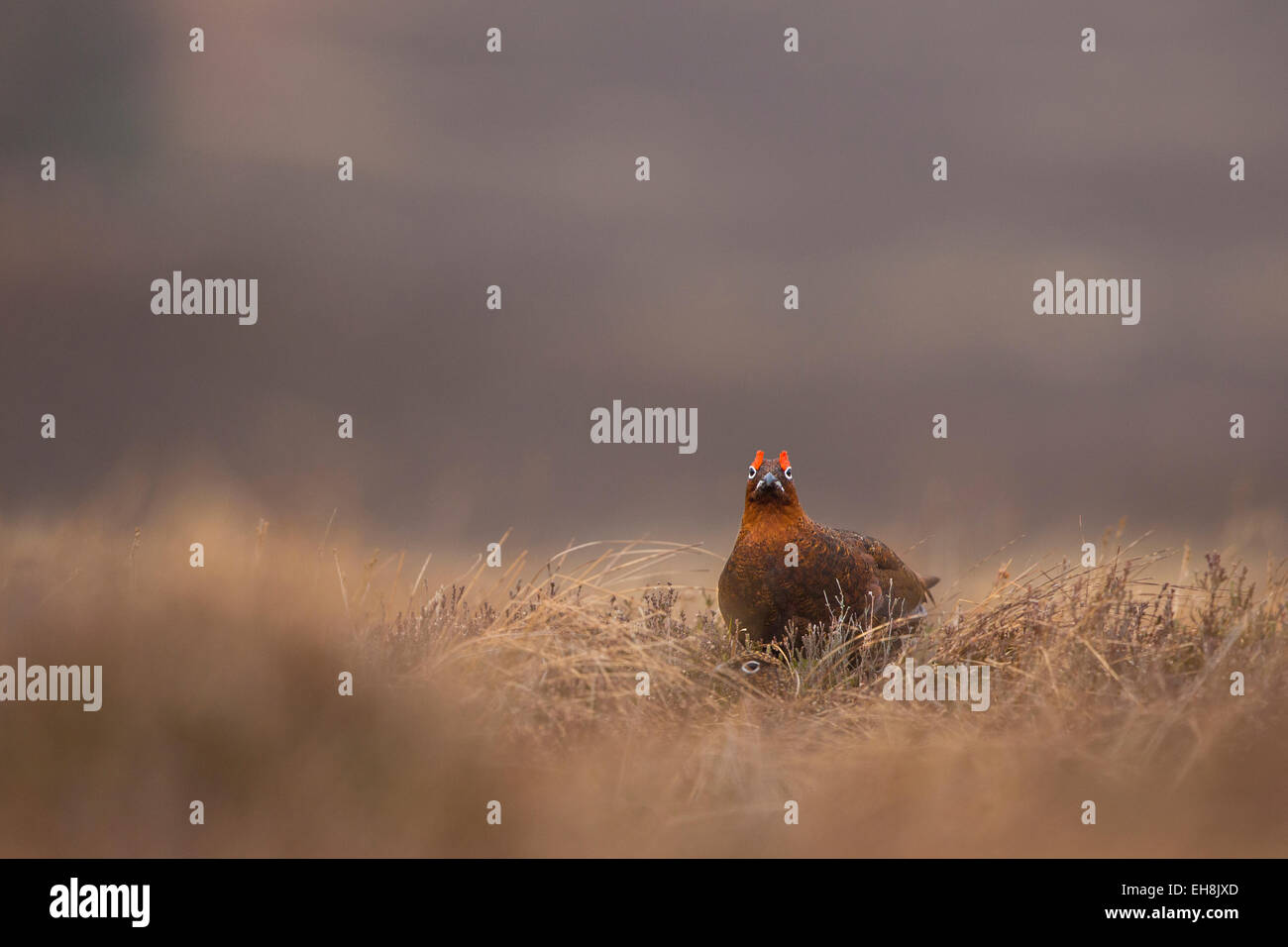 Maschio di gallo forcello rosso nella prateria in Cairngorms National Park, Scozia. Foto Stock