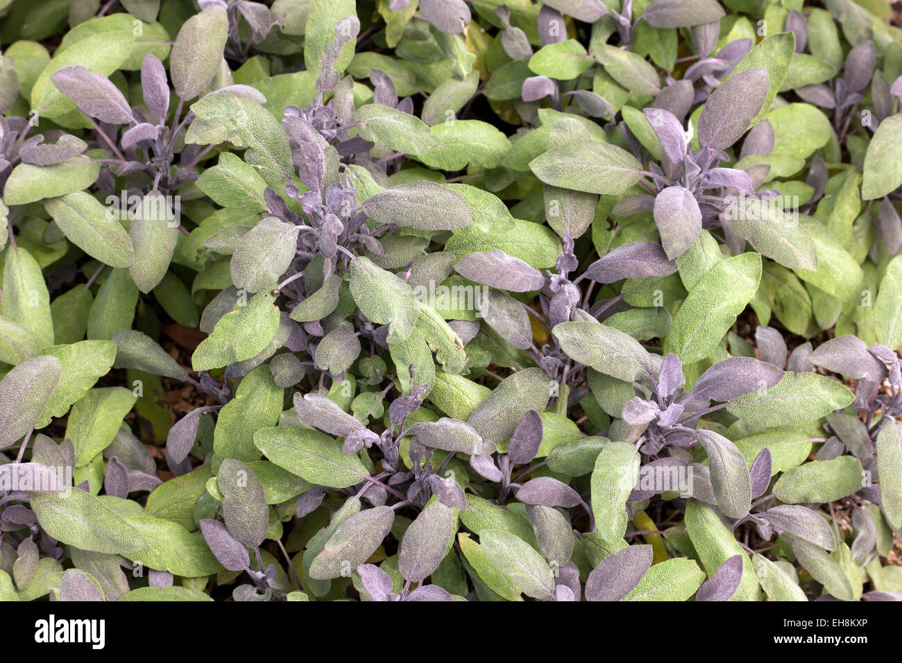 Close-up di diverso colore di foglie di salvia (Salvia officinalis) Foto Stock