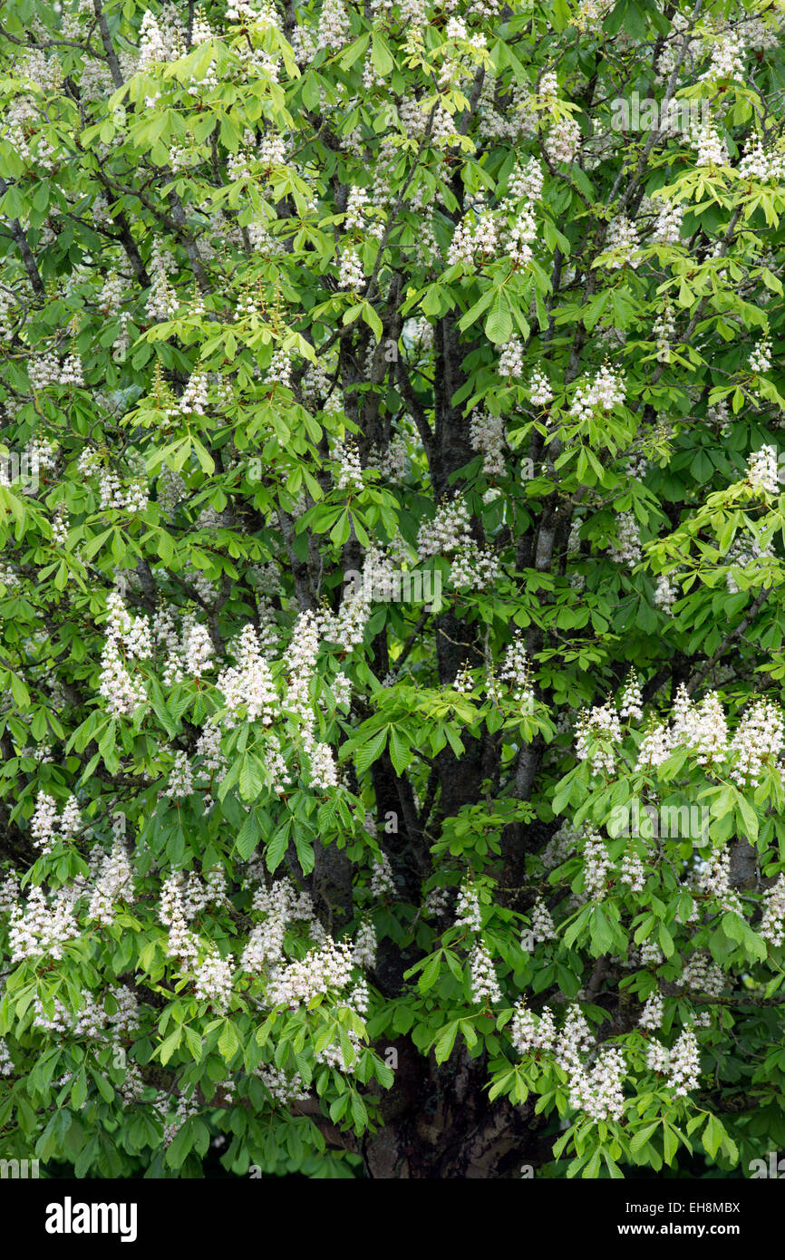 Cavallo Castagno Aesculus hippocastanum in fiore Cornwall, Regno Unito Foto Stock