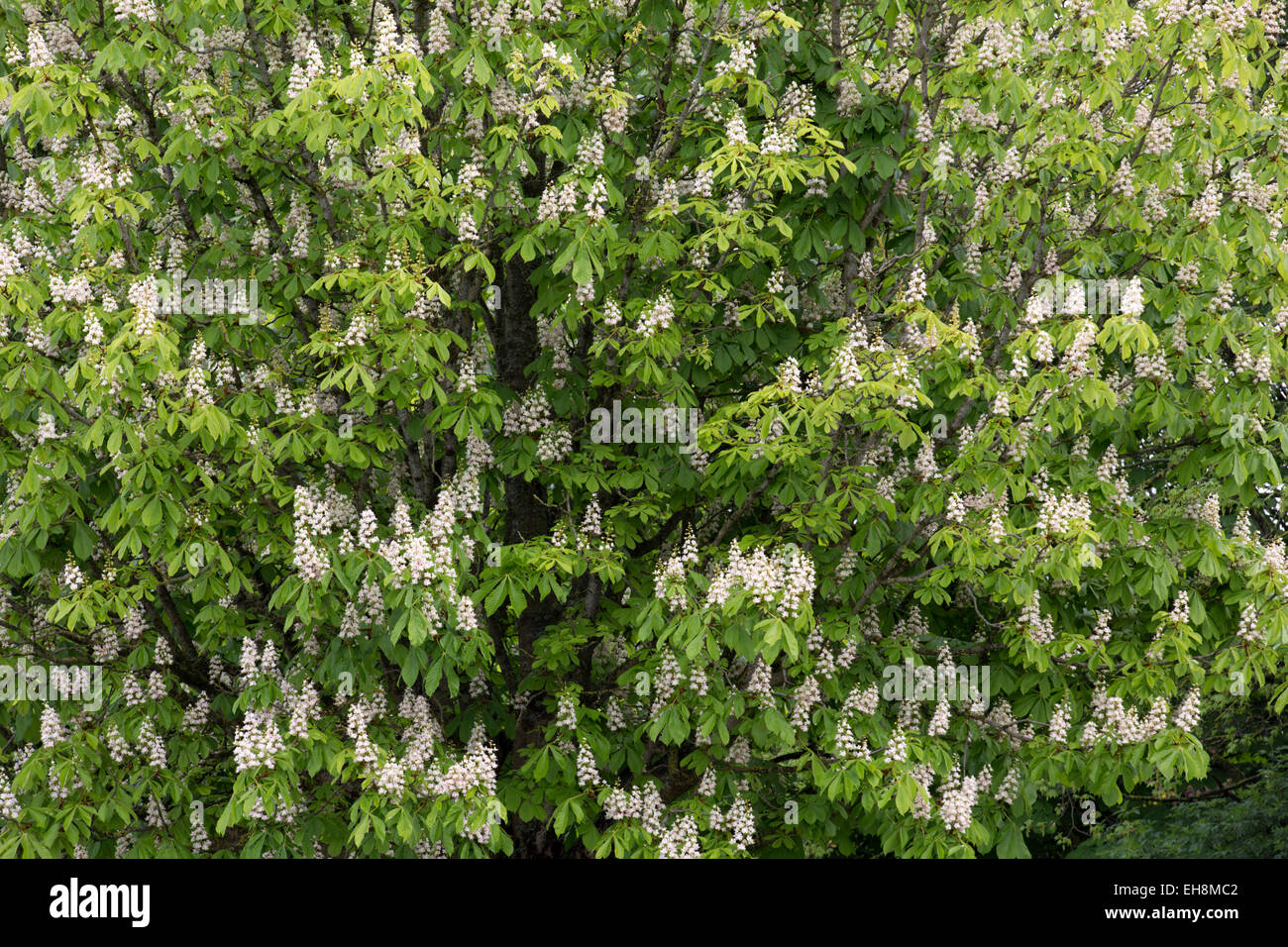 Cavallo Castagno Aesculus hippocastanum in fiore Cornwall, Regno Unito Foto Stock