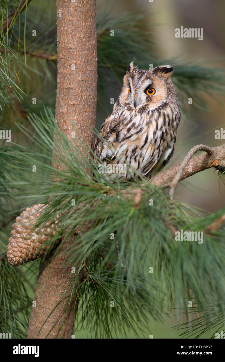 Long Eared Owl; Asio otus; Regno Unito Foto Stock
