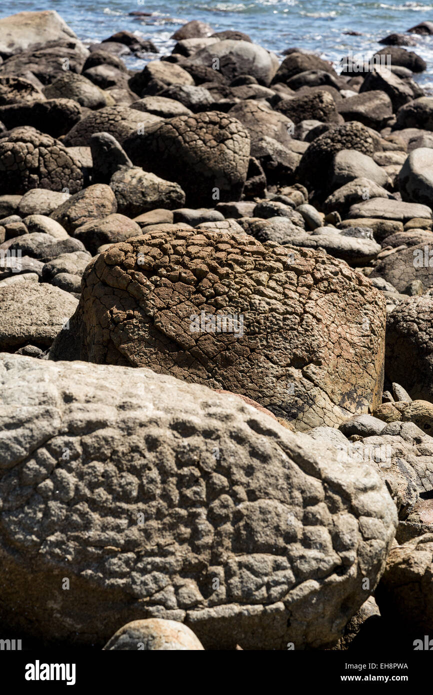 Rocce sulla riva sulla penisola di Coromandel, Nuova Zelanda. è solo a me che pensa si guardano come cervelli? Foto Stock