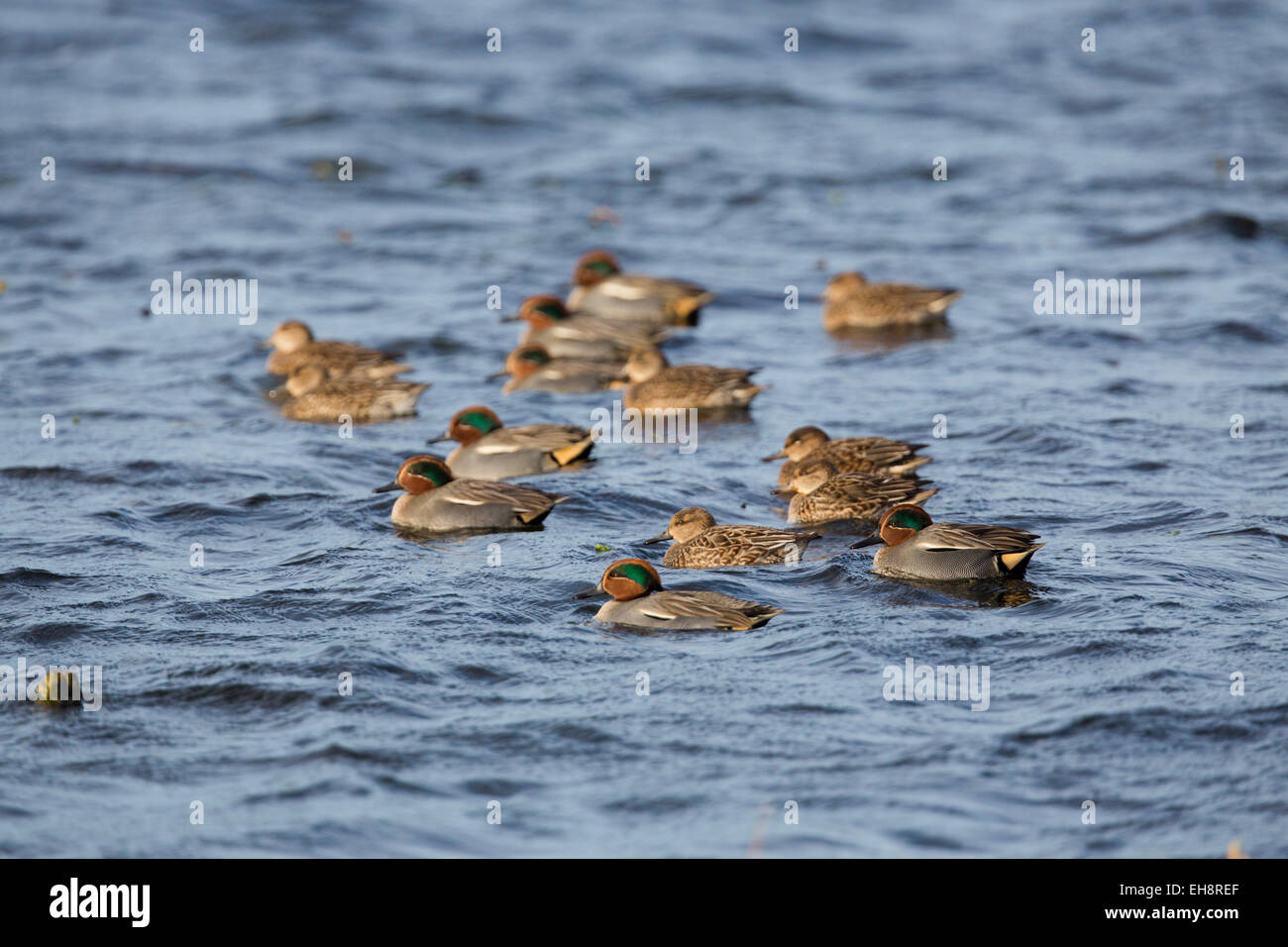 Teal; Anas crecca; gregge; inverno; Regno Unito Foto Stock