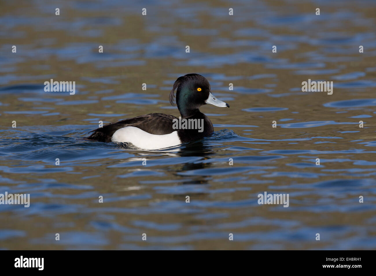 Moretta; Aythya fuligula; maschio singolo Cornwall, Regno Unito Foto Stock