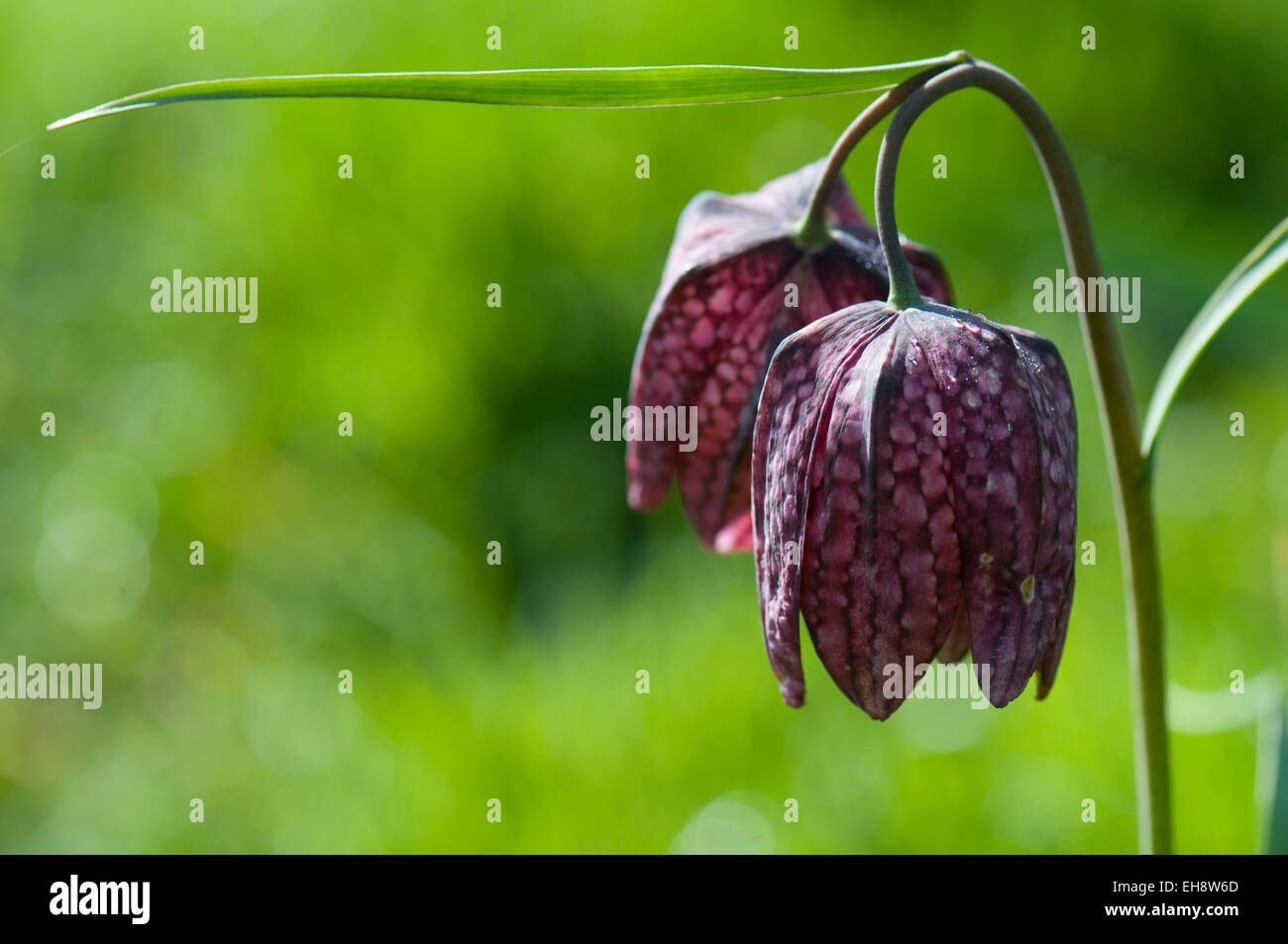 Fritillaria meleagris Foto Stock