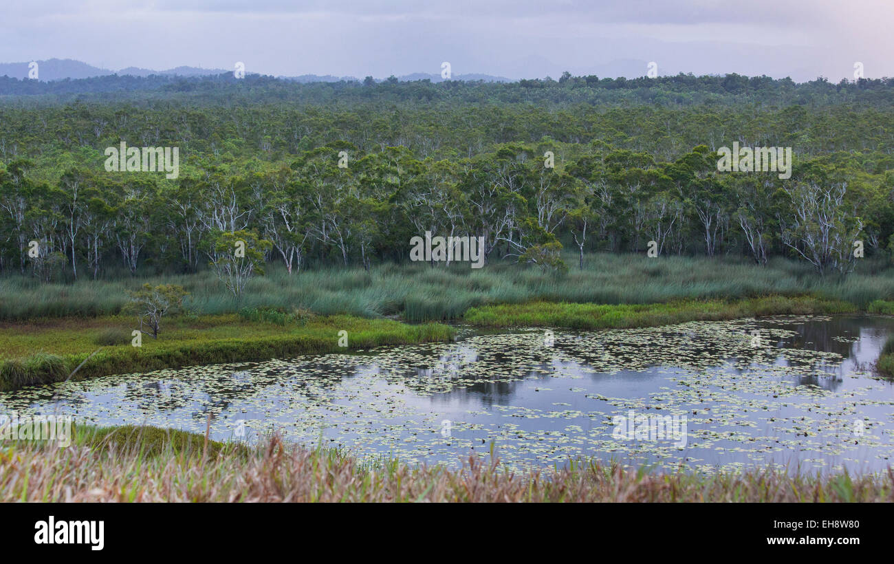 Foresta Paperbark e zona umida a Eubenangee Swamp National Park, Queensland, Australia Foto Stock