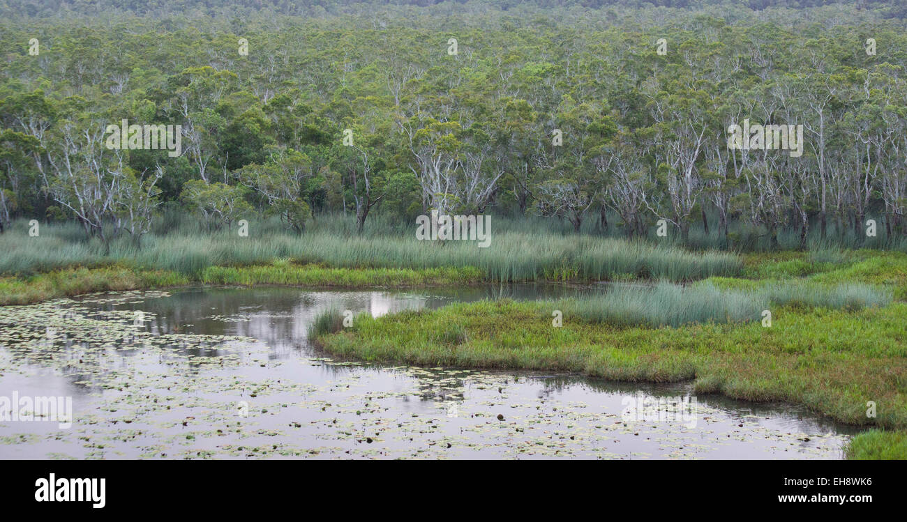 Foresta Paperbark e zona umida a Eubenangee Swamp National Park, Queensland, Australia Foto Stock