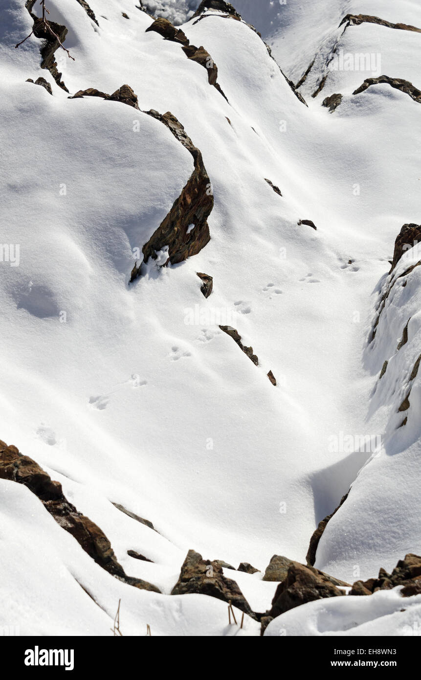 Le tracce di un americano scoiattolo rosso scampering attraverso la coperta di neve rocce sulla costa del Maine. Foto Stock
