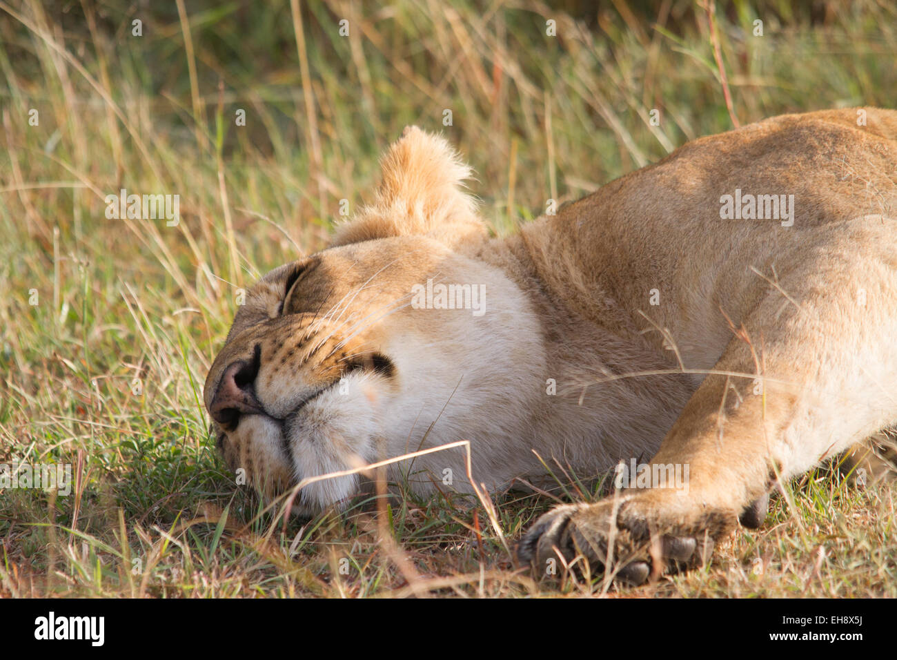 Leonessa africana Masai Mara, Kenya Foto Stock