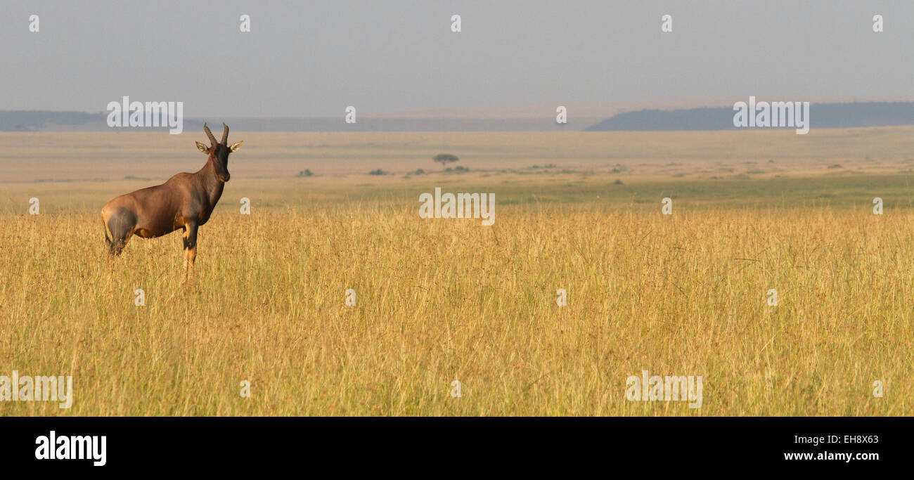 Topi Masai Mara, Kenya Foto Stock