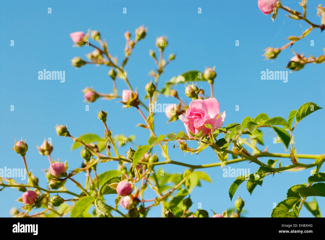 Rosa rosa bush in fiore, con boccioli, Toscana, Italia Foto Stock