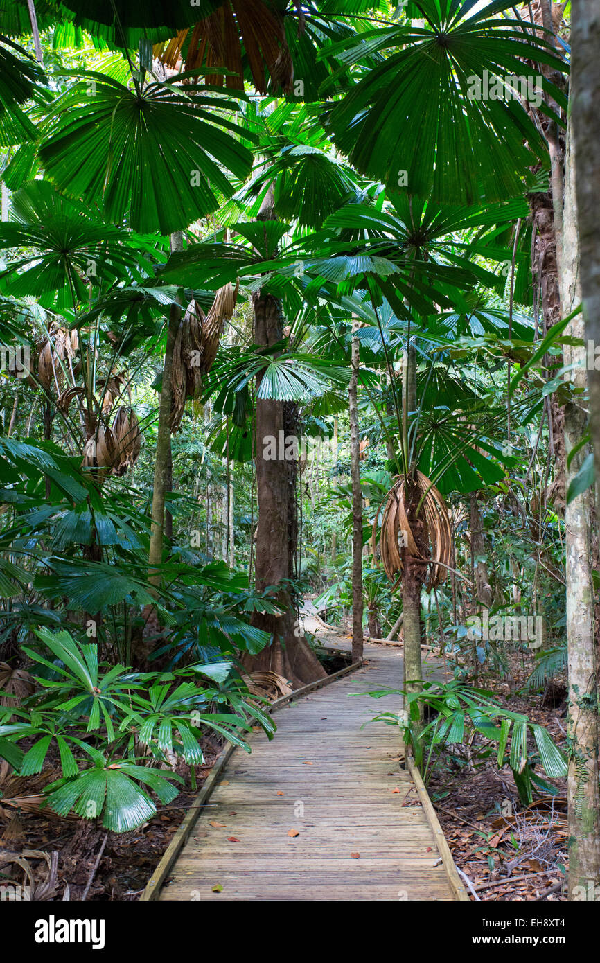 Ventola australiano Palms (Licuala ramsayi) nella foresta pluviale di Daintree, Queensland, Australia Foto Stock