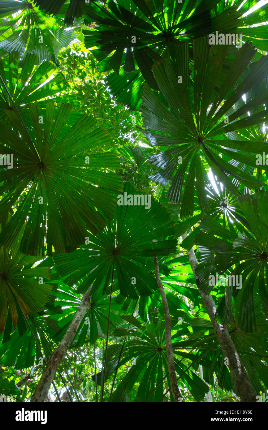 Ventola australiano Palms (Licuala ramsayi) nella foresta pluviale di Daintree, Queensland, Australia Foto Stock