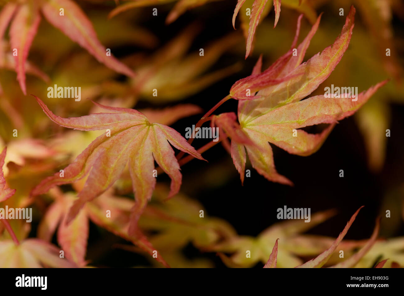 Acer palmatum Corallinum "". Sir Harold Hillier giardini. Foto Stock