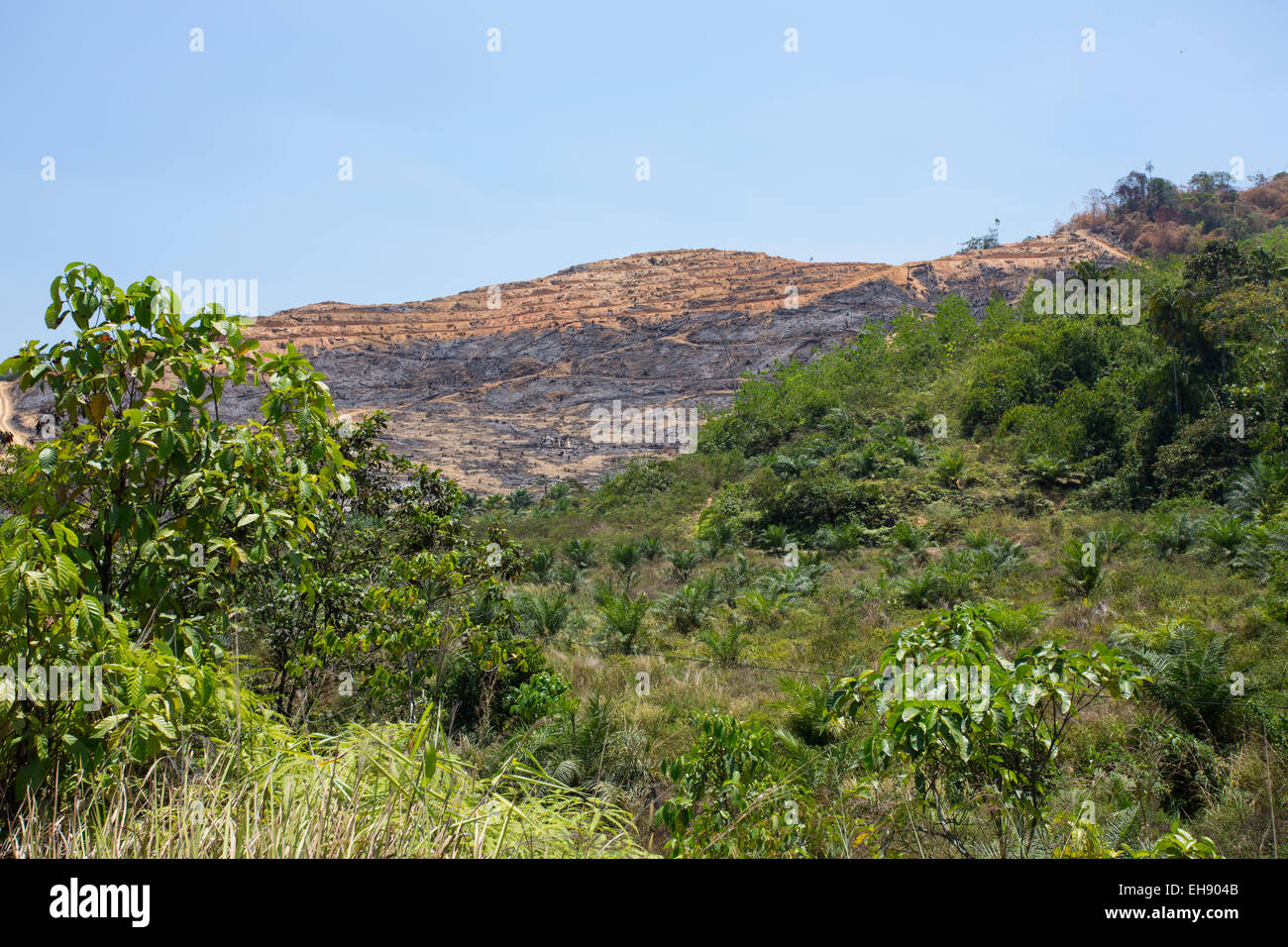 La deforestazione sul pendio di una collina dopo la barra e bruciare la cancellazione di una foresta pluviale, Pahang provincia, Malaysia Foto Stock