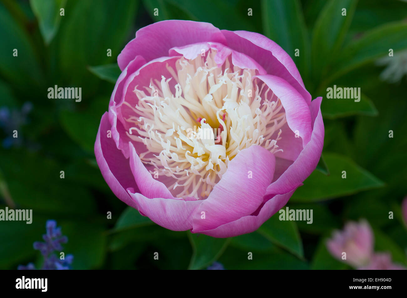 Paeonia lactiflora 'ciotola di bellezza' Foto Stock