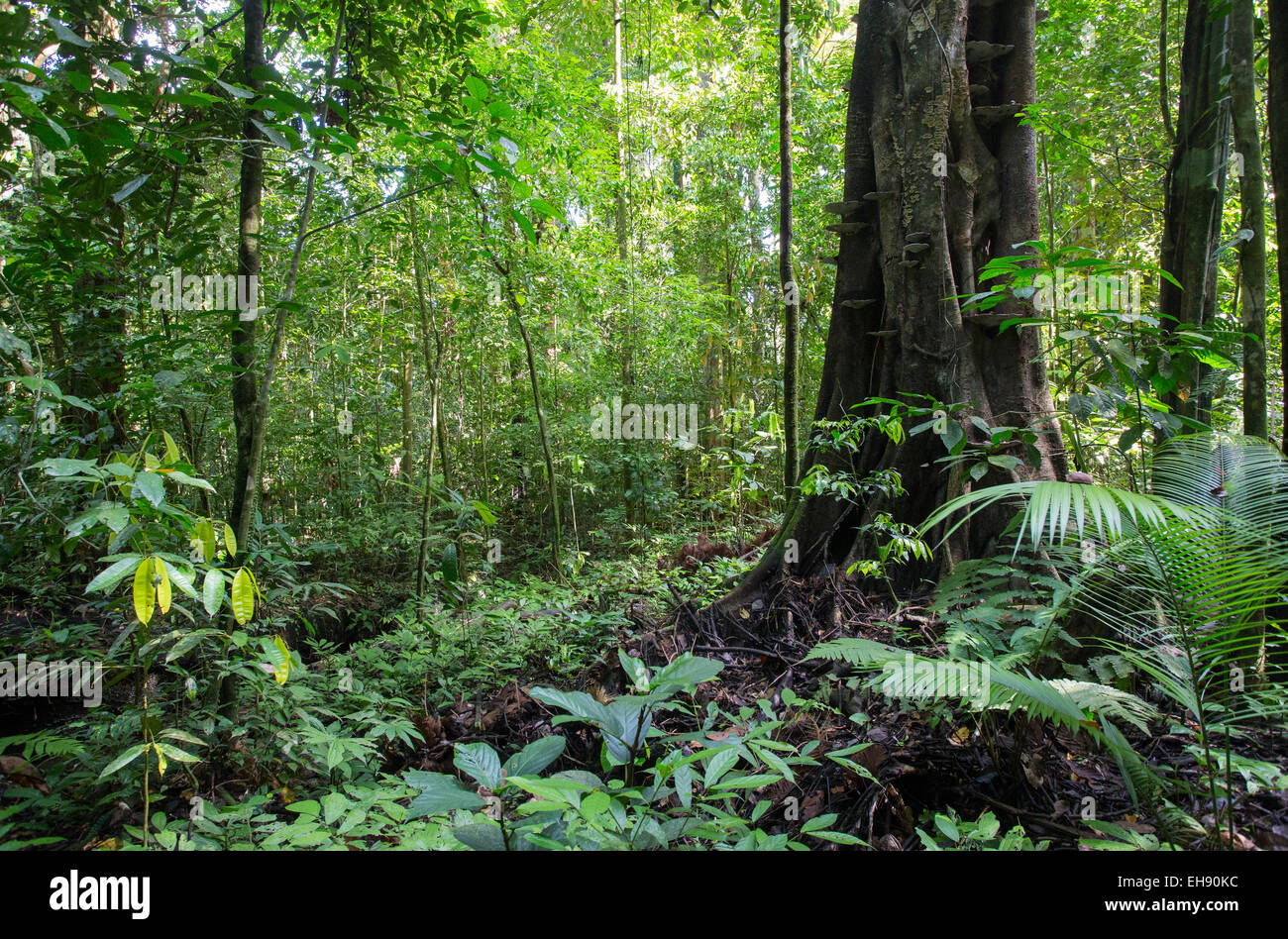 La foresta pluviale tropicale nel Kubah National Park, Sarawak, Malaysian Borneo Foto Stock