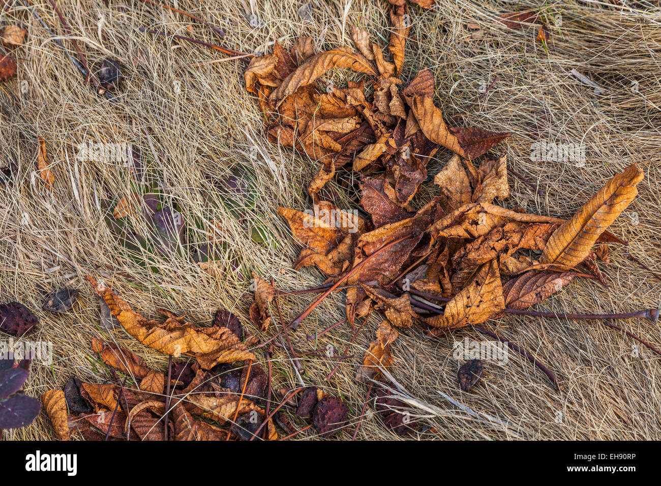 Ippocastano le foglie e i cartocci posa su erba appiattita Foto Stock