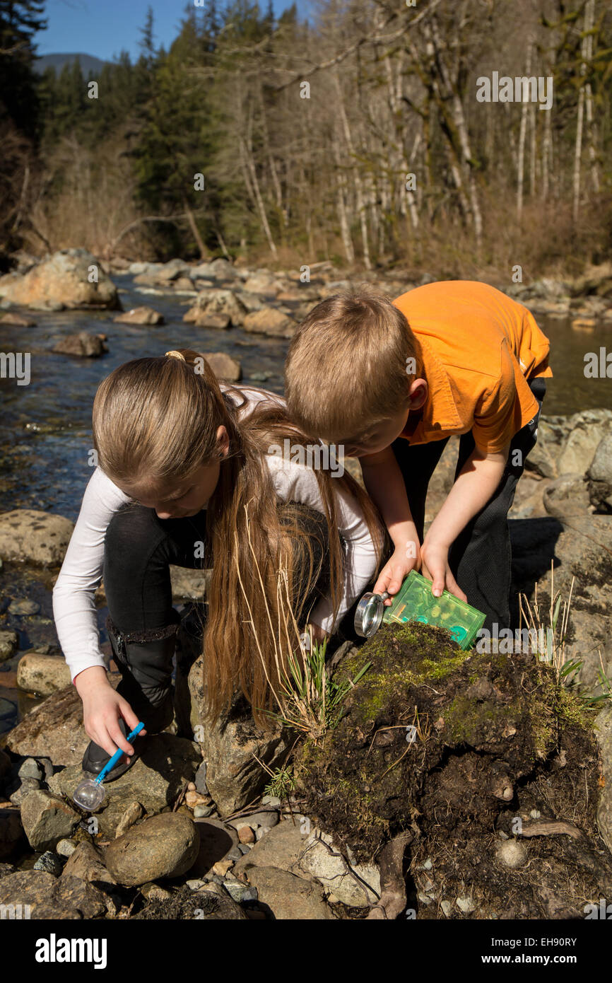 9 anno vecchia ragazza e dei suoi sette anni di fratello alla ricerca di insetti girando su rocce in North Bend, Washington, Stati Uniti d'America Foto Stock