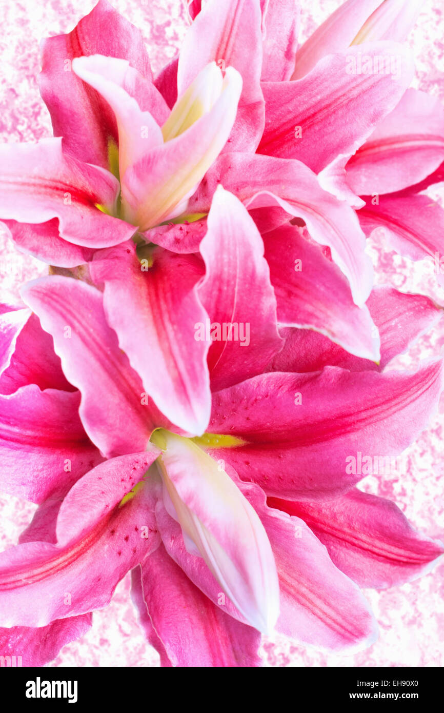 Gigli rosa su sfondo vintage Foto Stock