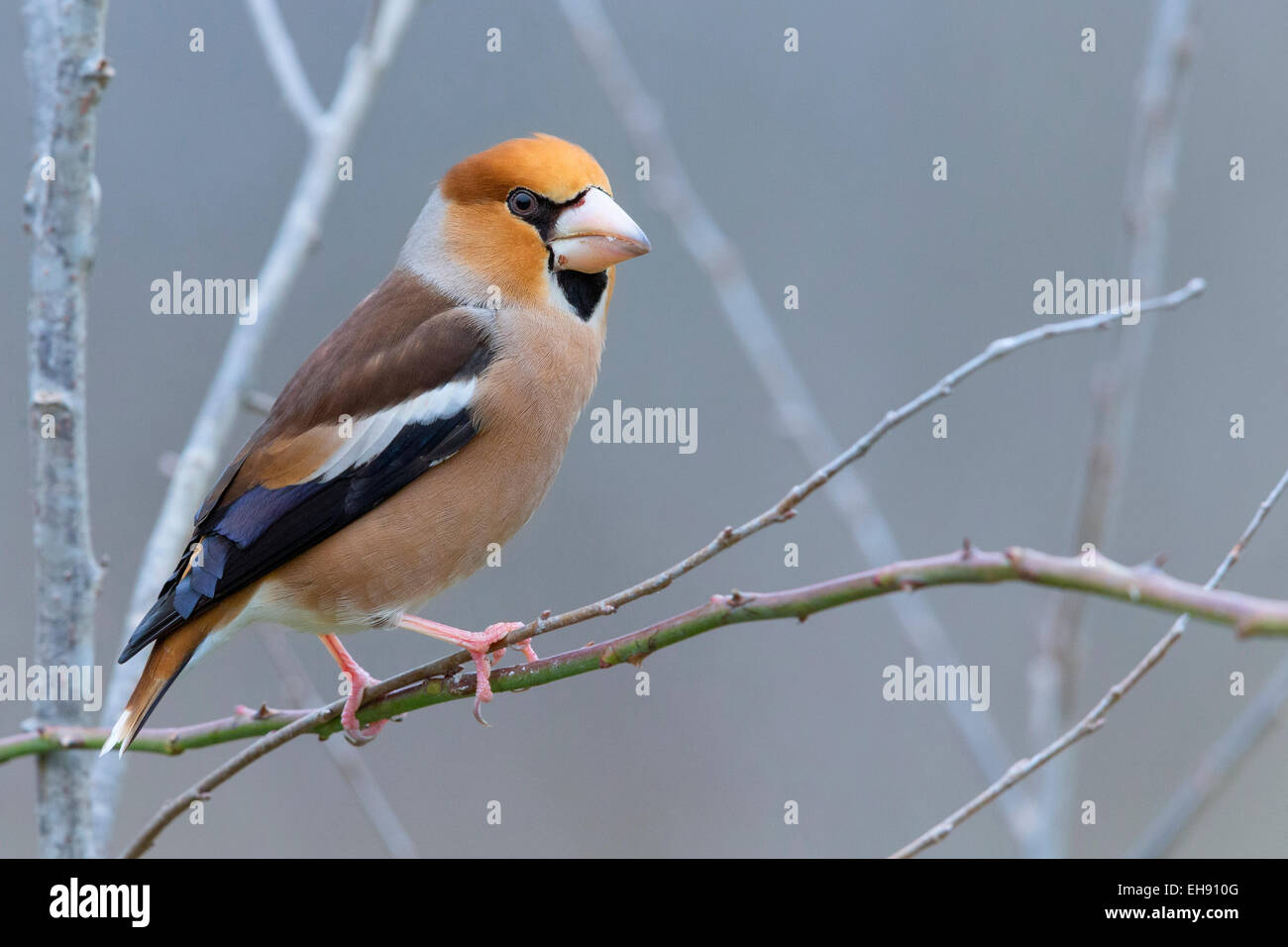 Hawfinch, Toscana, Italia, maschio adulto, piumaggio invernale (Coccothraustes coccothraustes) Foto Stock