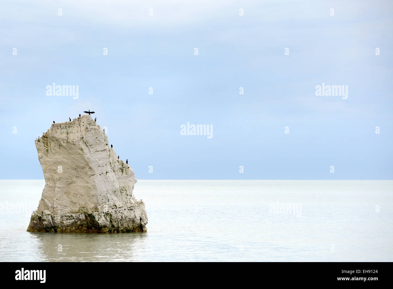 Uccelli di mare su chalk rock, Seaford, East Sussex Foto Stock