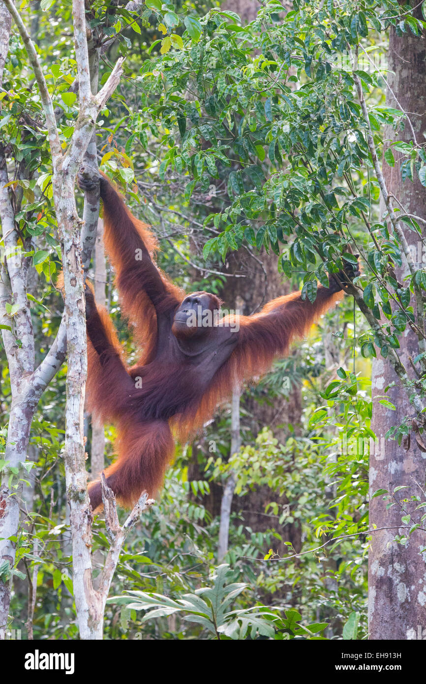 Sub-maschio adulto Bornean orangutan (Pongo pygmaeus) nella foresta pluviale, Sarawak, Malaysia Foto Stock