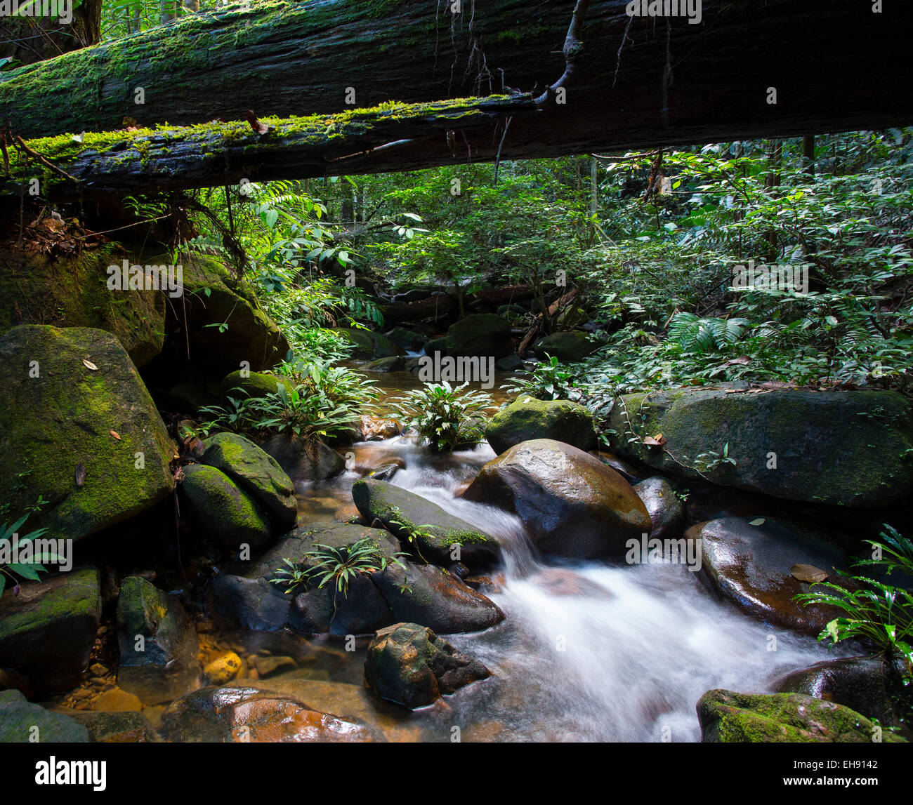 Flusso che scorre attraverso la lussureggiante foresta pluviale tropicale, Kubah National Park, Sarawak, Malaysia Foto Stock