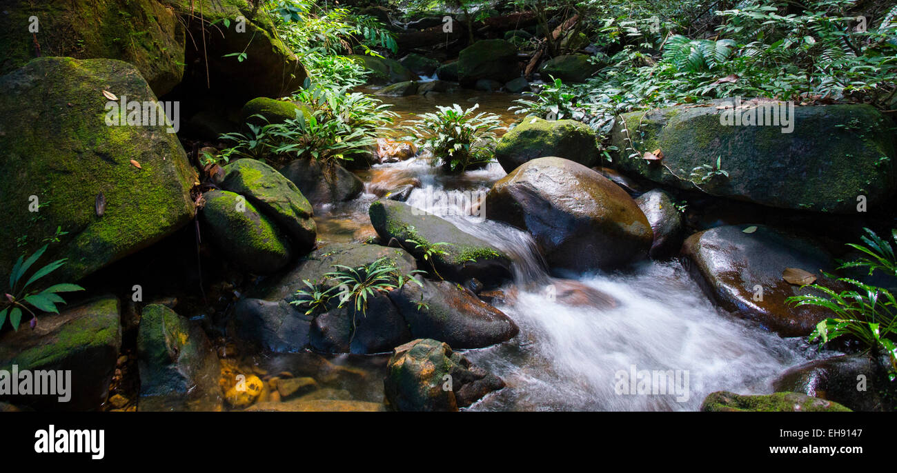 Flusso che scorre attraverso la lussureggiante foresta pluviale tropicale, Kubah National Park, Sarawak, Malaysia Foto Stock