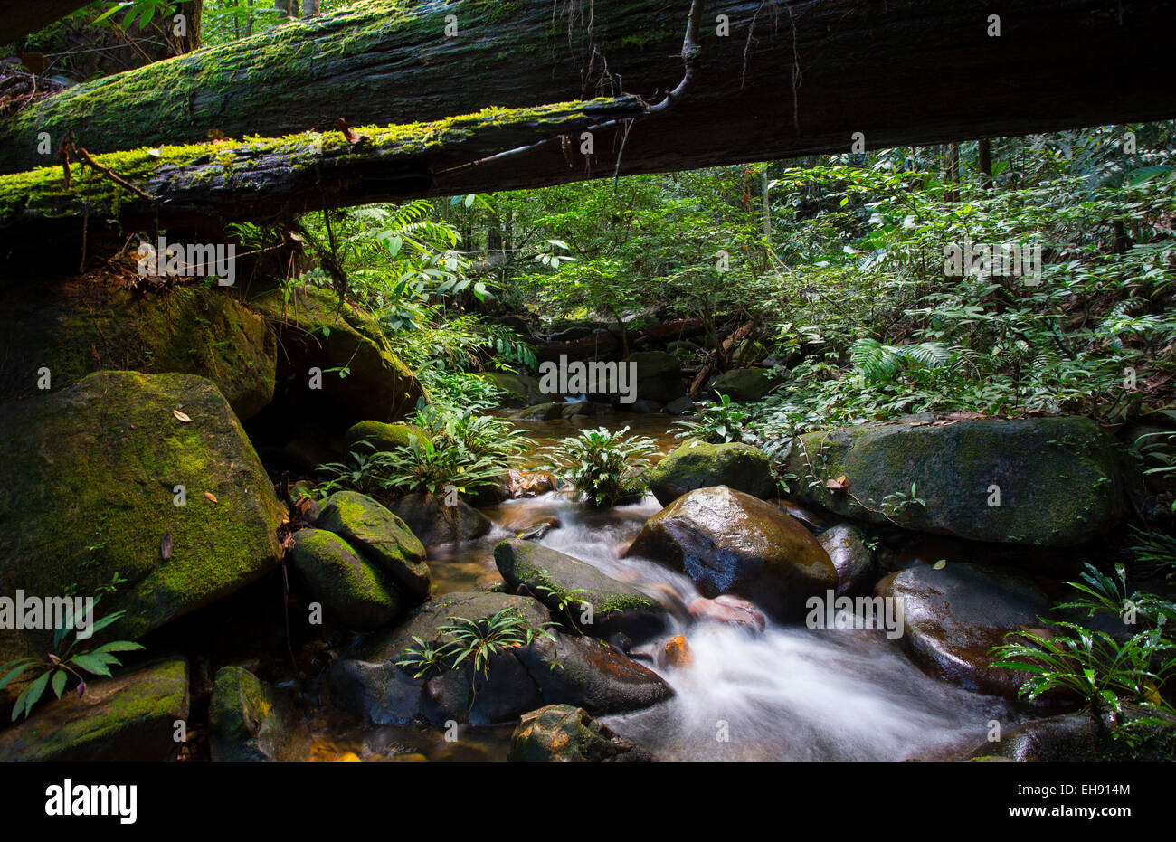 Flusso che scorre attraverso la lussureggiante foresta pluviale tropicale, Kubah National Park, Sarawak, Malaysia Foto Stock