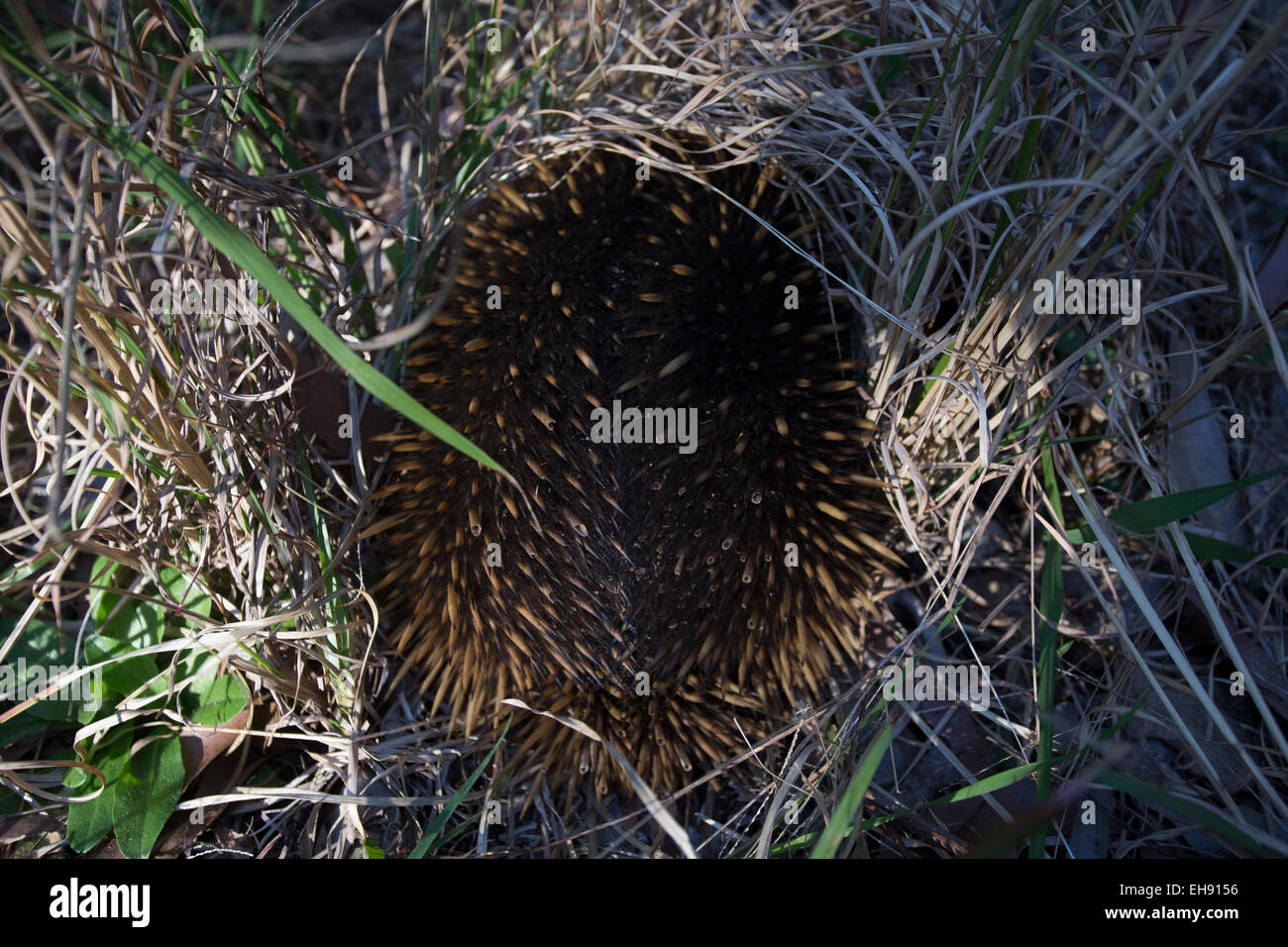 A breve becco Echidna (Tachyglossus aculeatus) in una sfera difensiva della postura, NSW, Australia Foto Stock