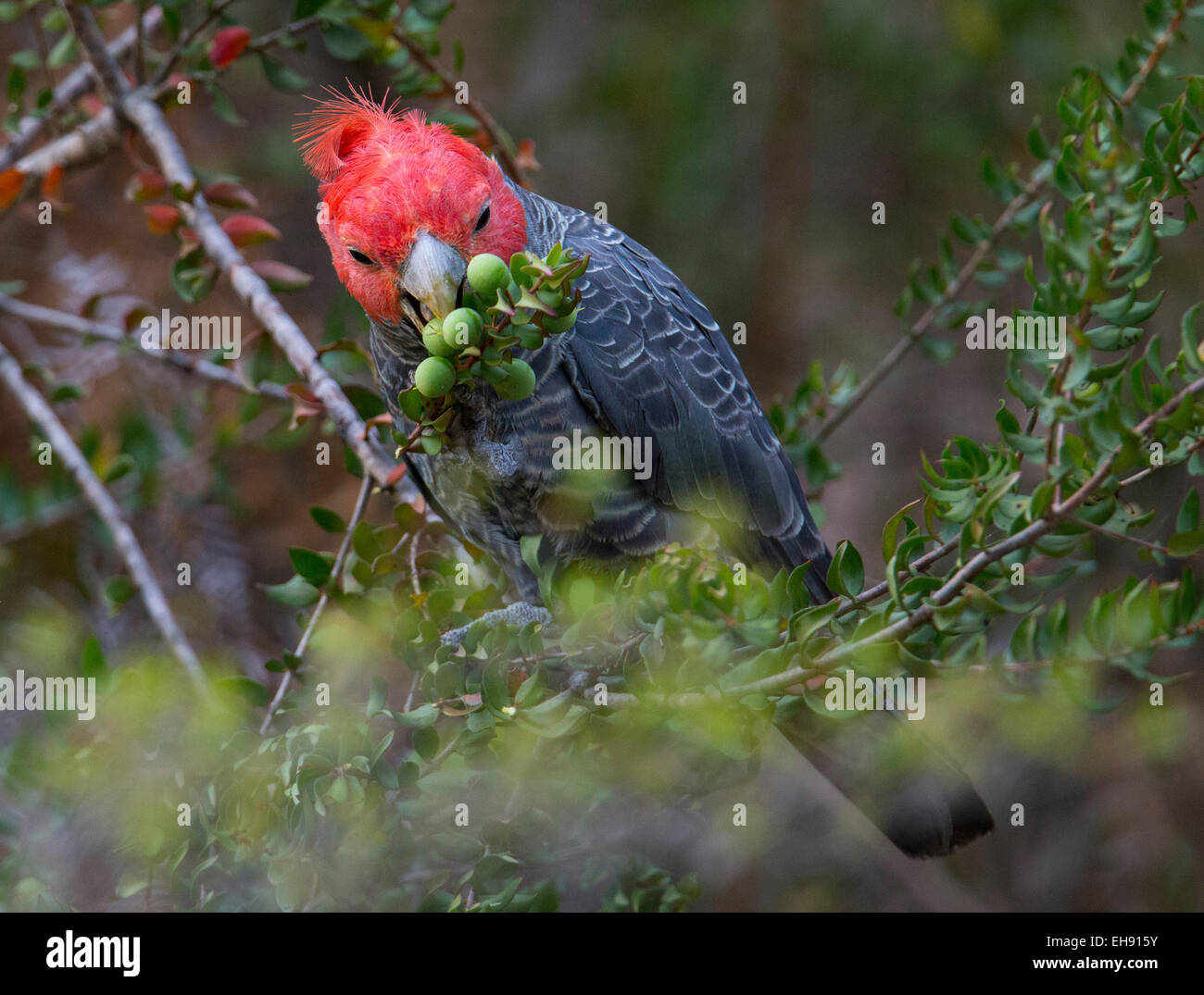 Pista maschio-pista Cacatua (Callocephalon fimbriatum) alimentazione su Persoonia frutta (Geebung), Wollemi National Park, Australia Foto Stock