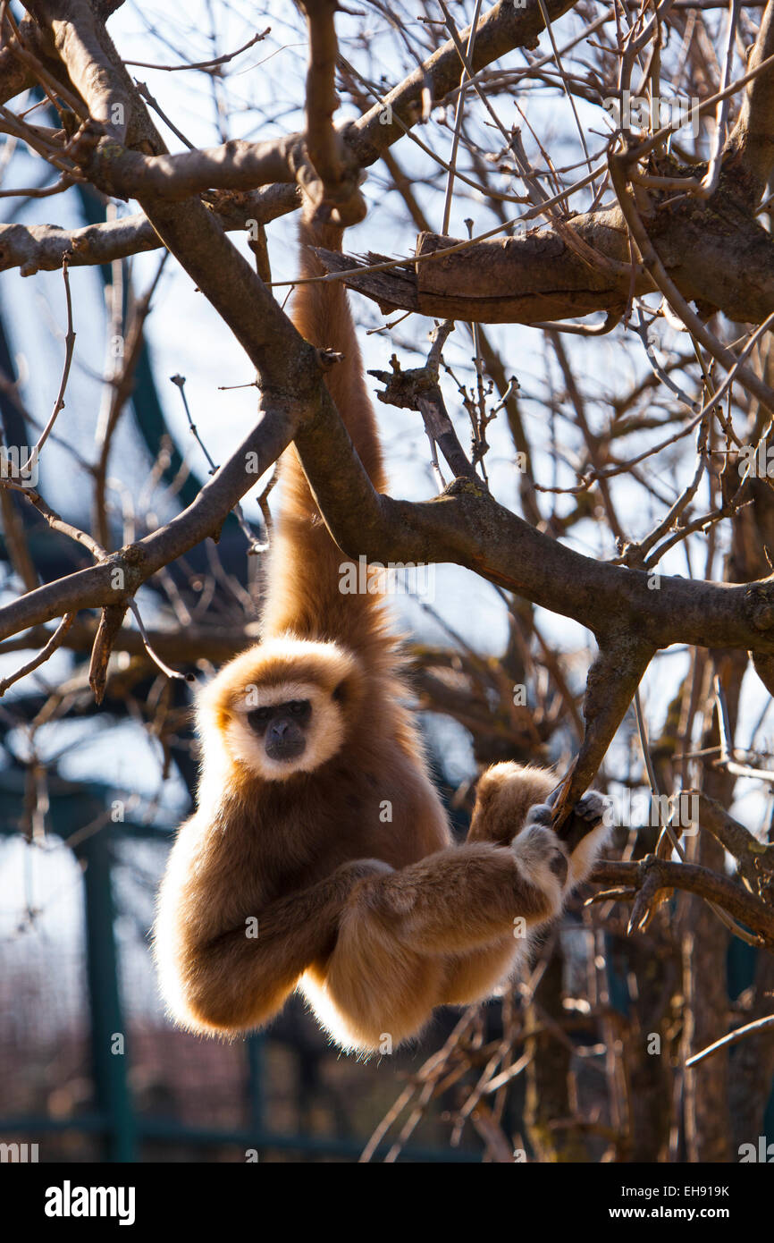 Bianco-consegnato gibbone appeso a un albero Foto Stock