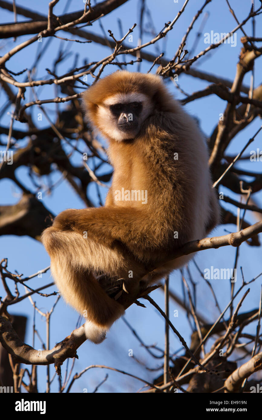 Bianco-consegnato gibbone appeso a un albero Foto Stock