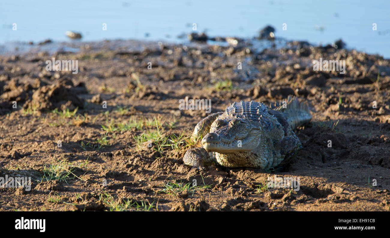 Mugger Crocodile (Crocodylus palustris), Yala National Park, Sri Lanka Foto Stock