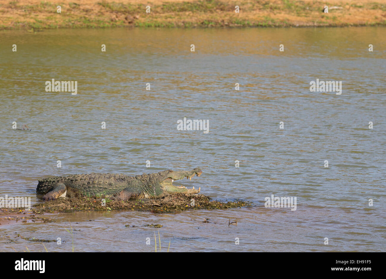 Grande coccodrillo Mugger (Crocodylus palustris), Yala National Park, Sri Lanka Foto Stock