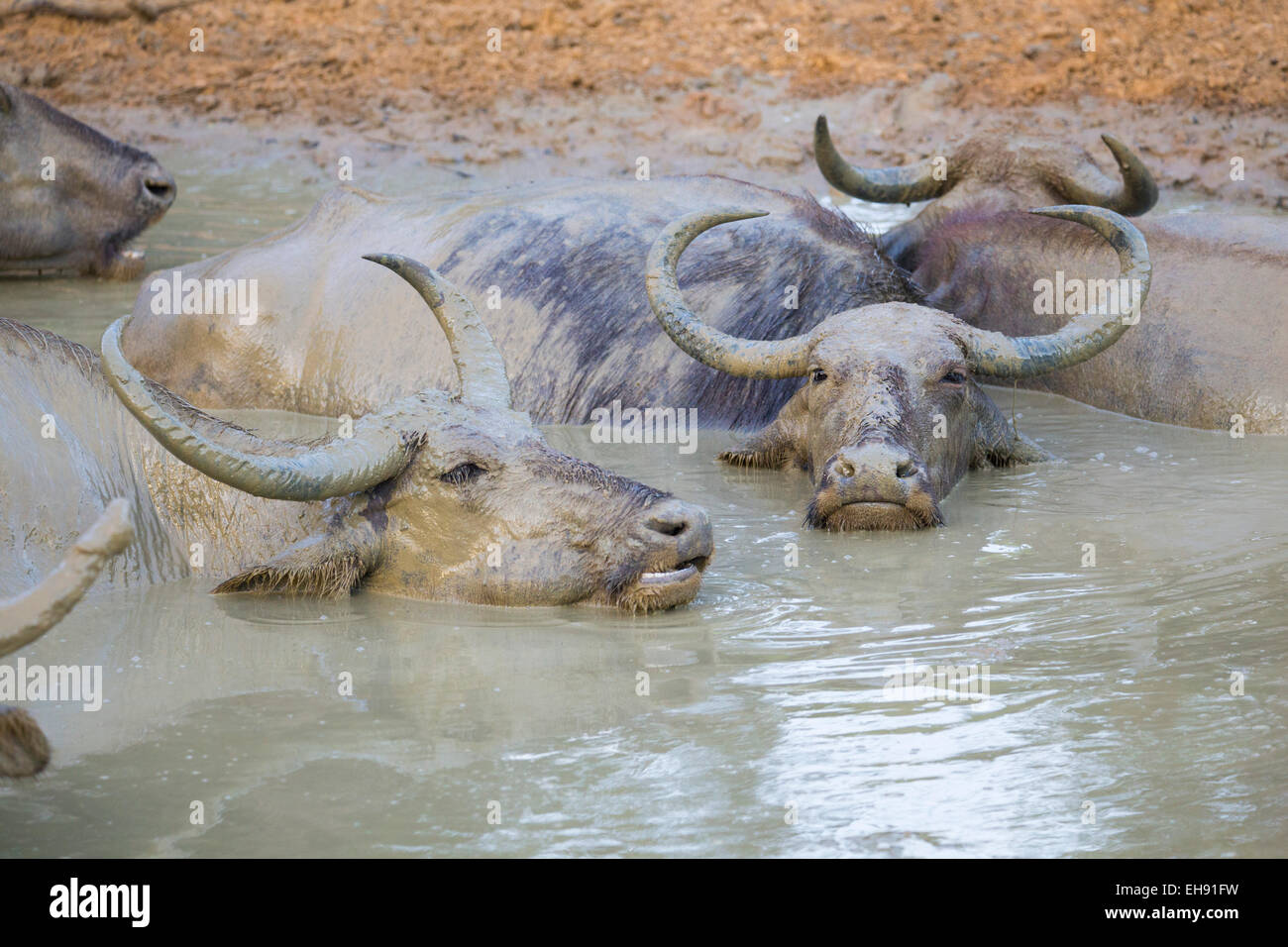 Asian Bufalo d'acqua (Bubalus bubalis) wallowing in un fangoso piscina naturale, Yala National Park, Sri Lanka Foto Stock