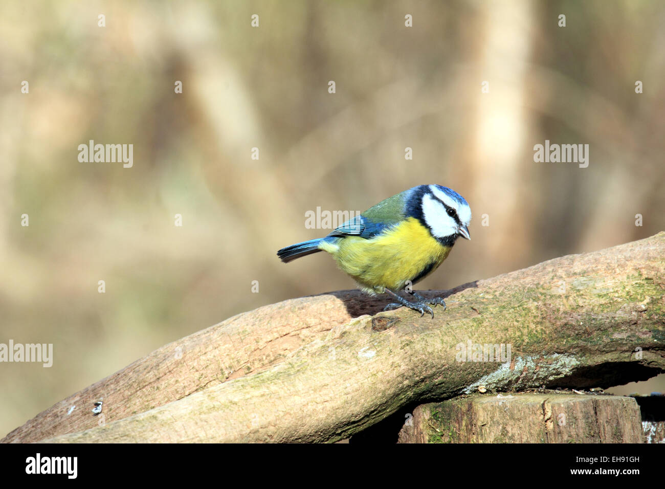 Cinciarella Cyanistes caeruleus un piccolo uccello passerine di woodlandd e hedgrerow con caratteristica corona blu Foto Stock