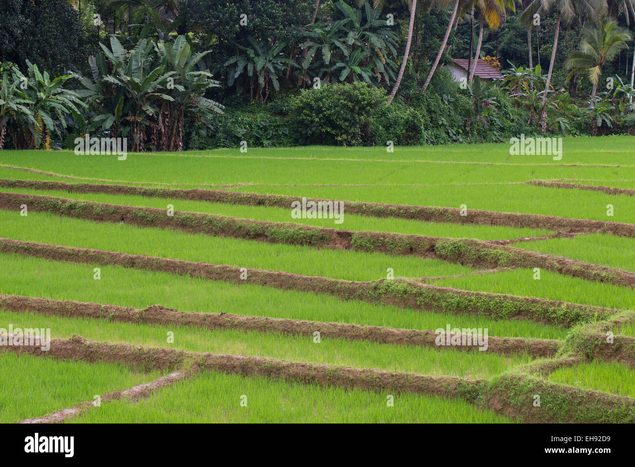 Risaie in Sri Lanka Foto Stock