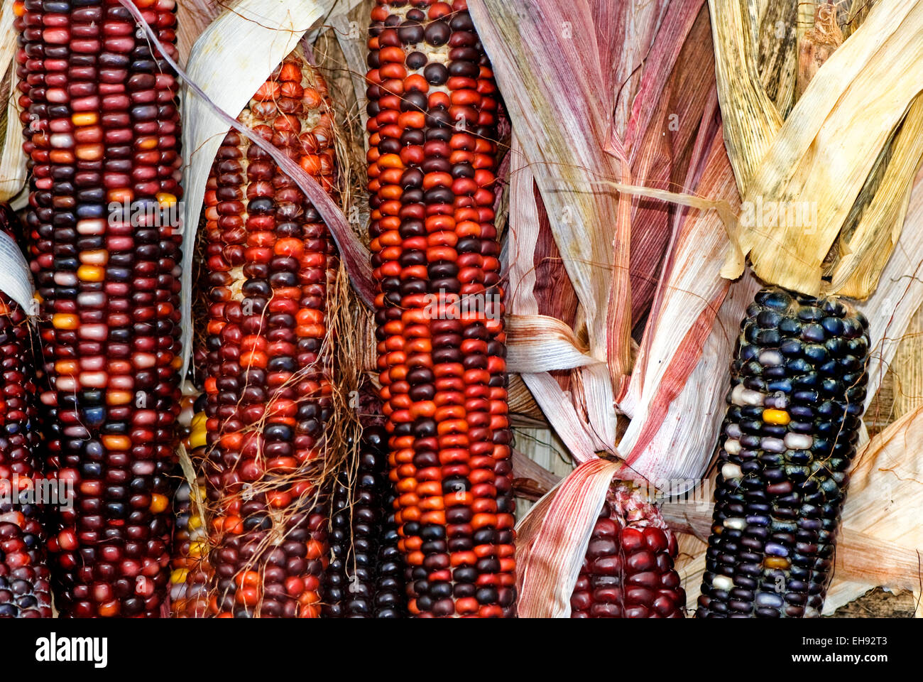 In selce o mais Indiano come viene comunemente definito, catturato qui a Chicago farmers market. Foto Stock