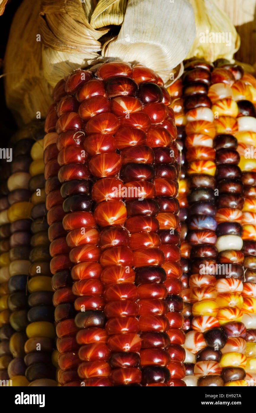 In selce o mais Indiano come viene comunemente definito, catturato qui a Chicago farmers market. Foto Stock