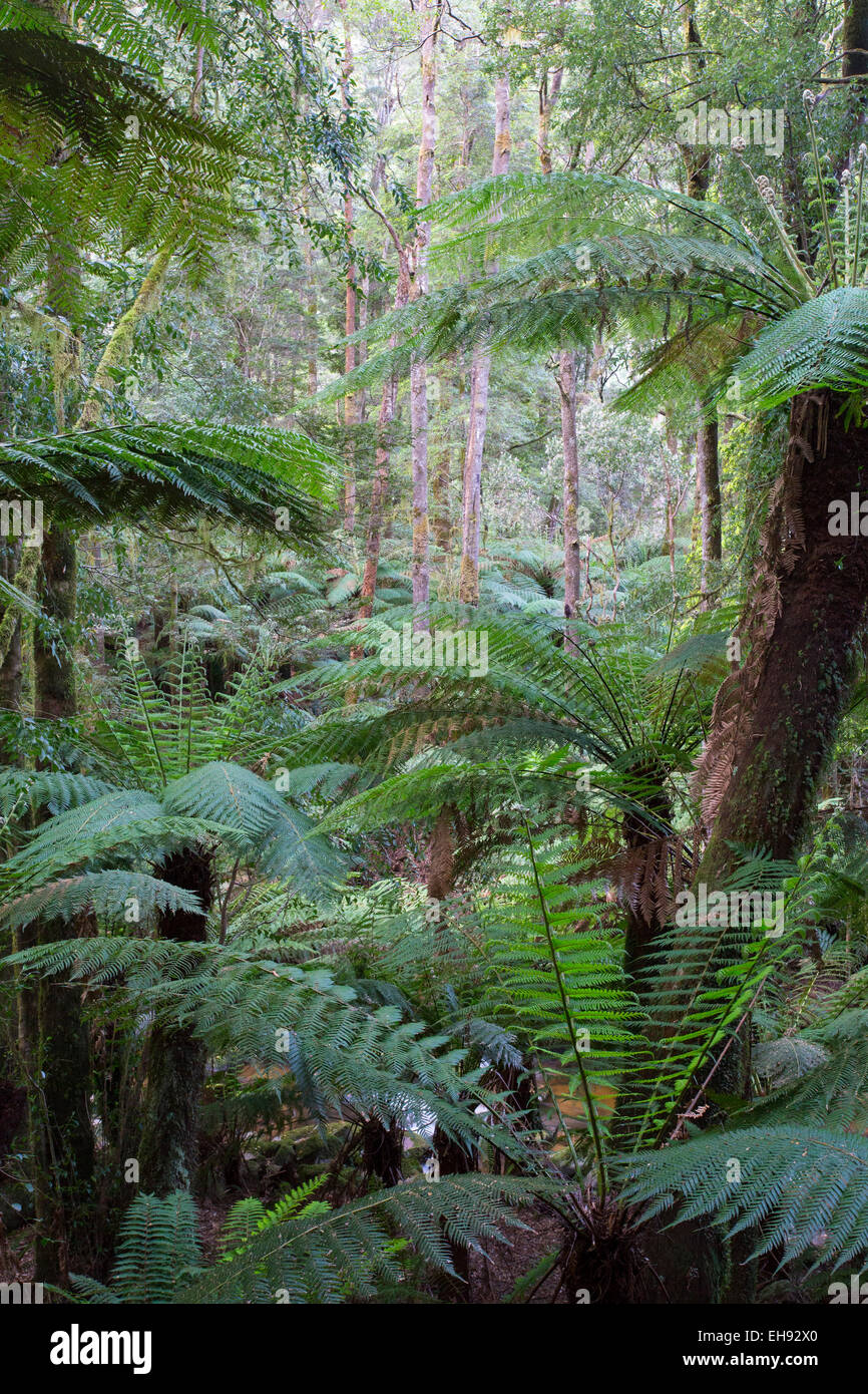 Felci arboree (Dicksonia Antartide) in lussureggianti foreste pluviali temperate, San Columba Falls riserva statale, Tasmania, Australia Foto Stock