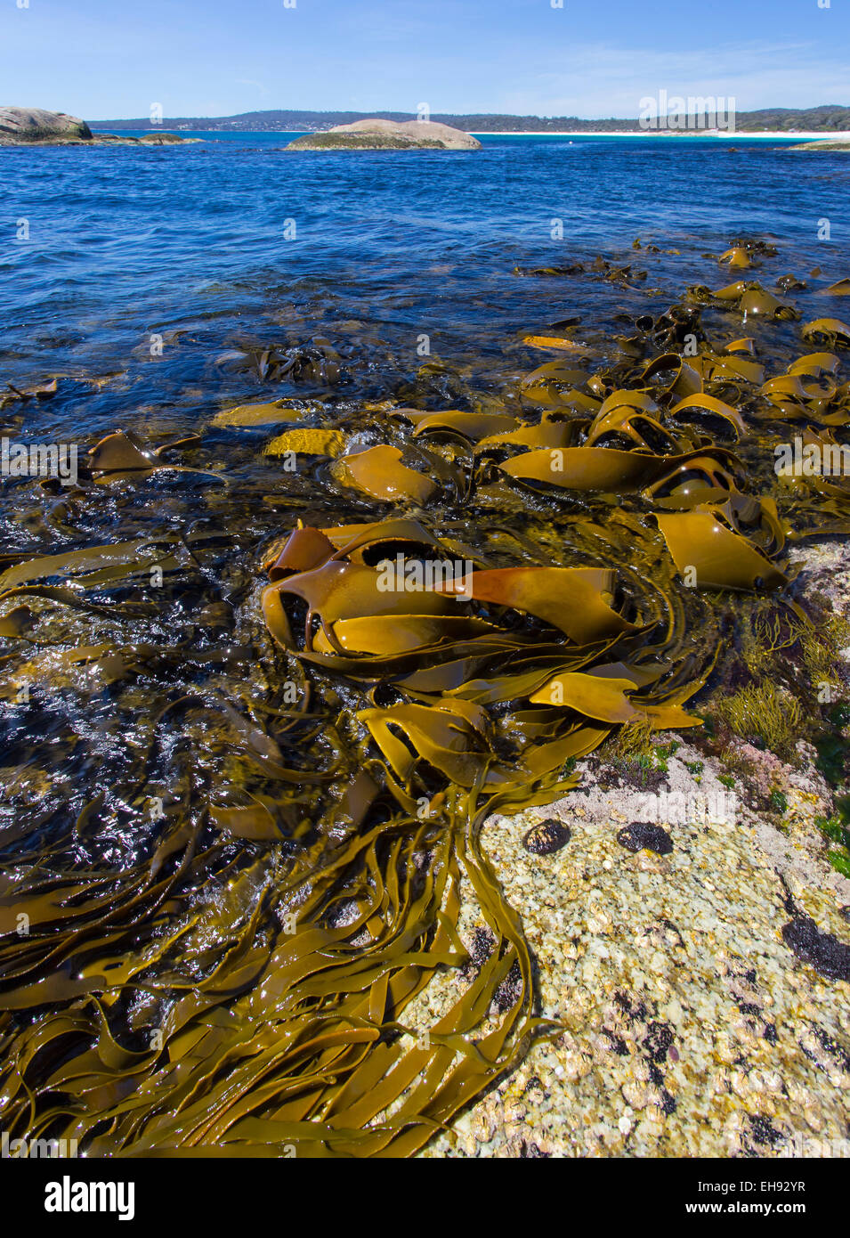 Giant Kelp (Macrocystis pyrifera ) esposti a bassa marea lungo la costa est della Tasmania, Australia Foto Stock