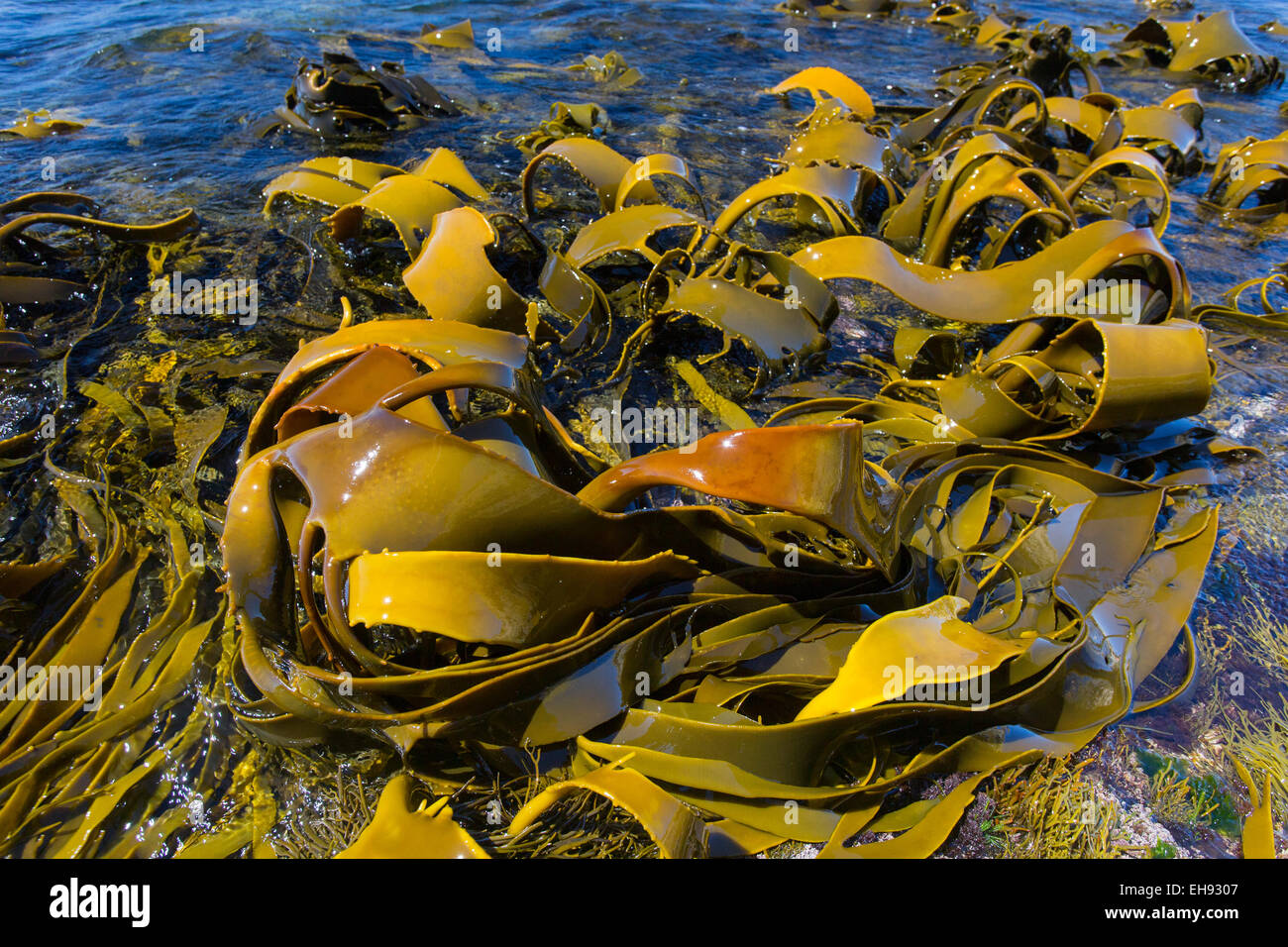 Giant Kelp (Macrocystis pyrifera ) esposti a bassa marea lungo la costa est della Tasmania, Australia Foto Stock